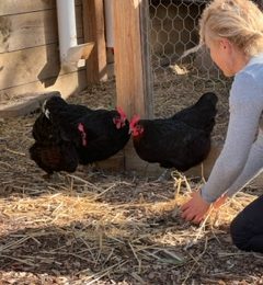 Chooks and Health