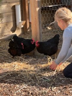 Chooks and Health